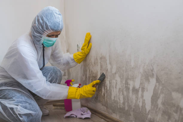 Lino Lakes, MN Mold Removal Company