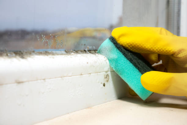 Best Residential Mold Removal  in Lino Lakes, MN