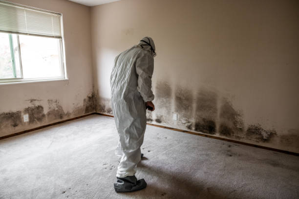 Best Commercial Mold Removal  in Lino Lakes, MN