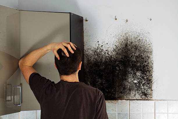 Best Mold Damage Repair  in Lino Lakes, MN